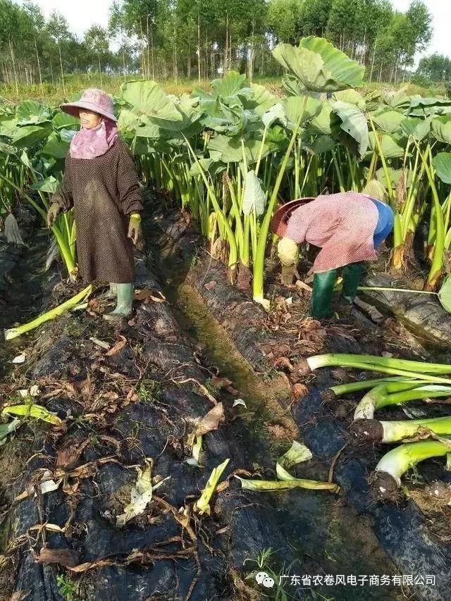 種植方法,施農家肥,物理除蟲,以山泉水灌溉,保證了荔浦芋頭品質的綠色