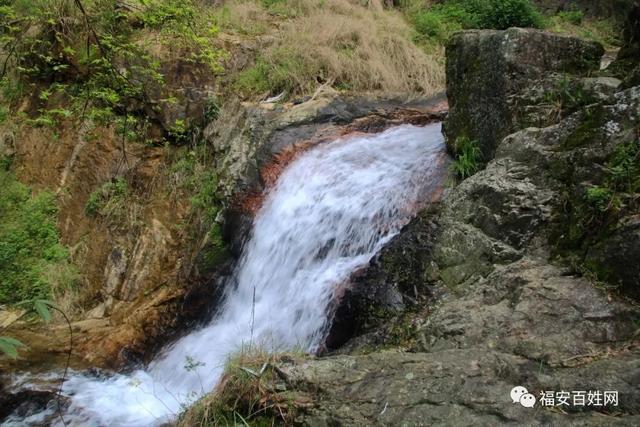 四月到福安松羅金山村賞美麗杜鵑這還有在建的