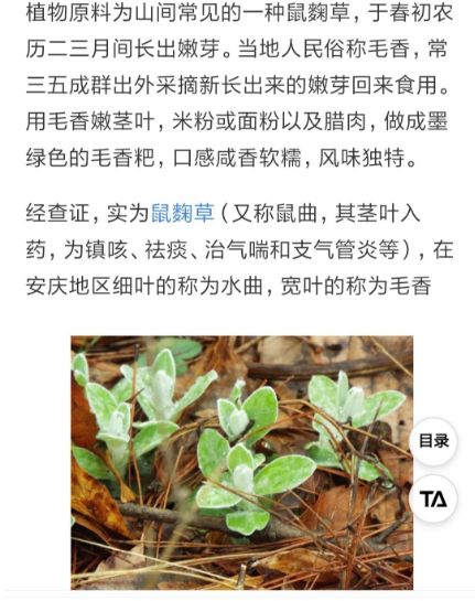 毛香草 作用图片