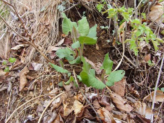 山野菜图片大全大耳毛图片