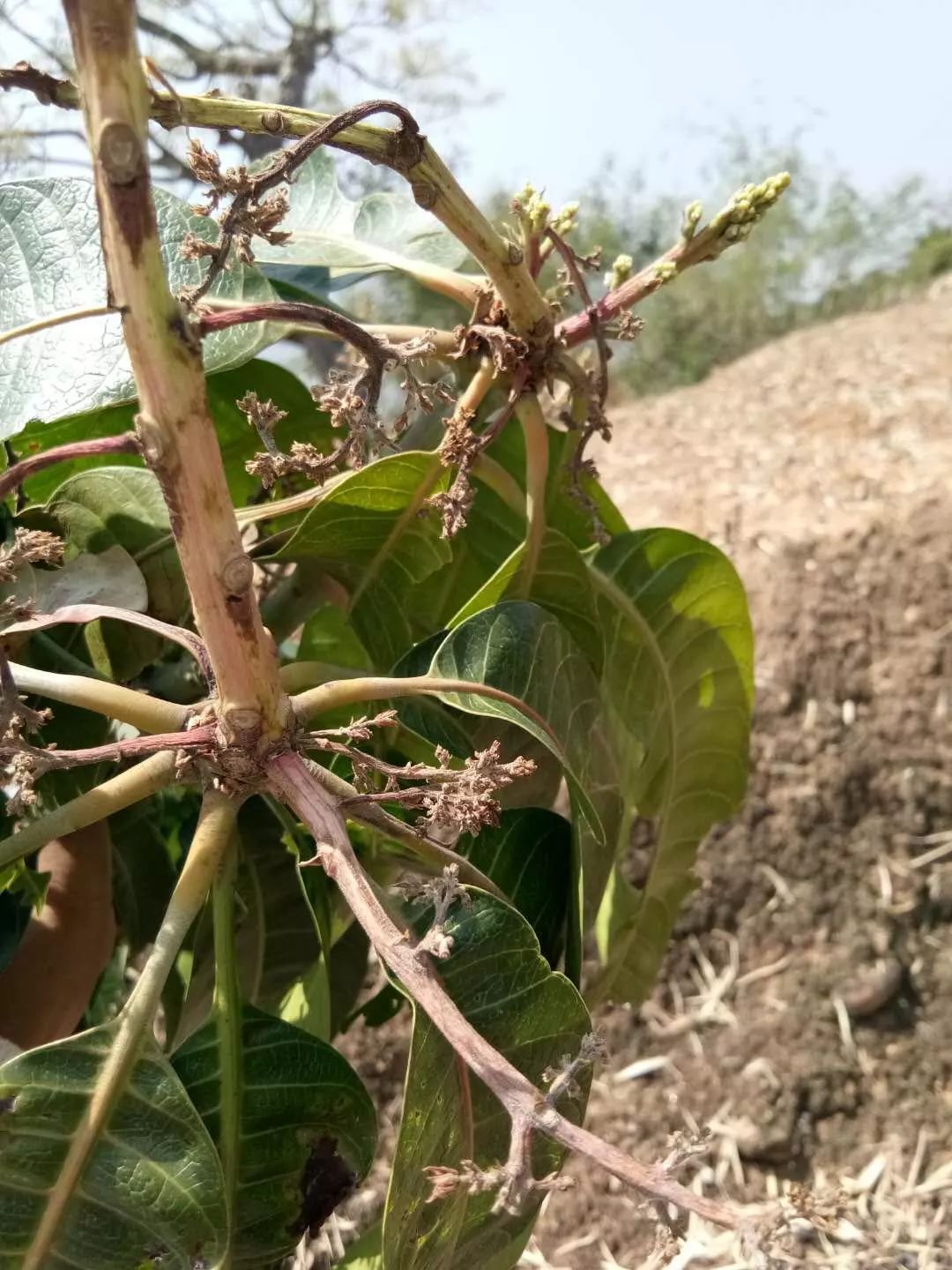 芒果花期霜霉病防治图片