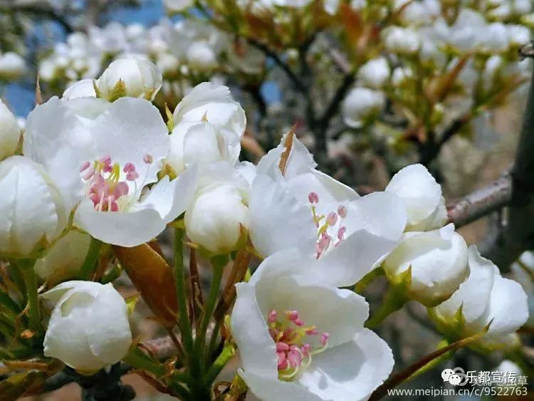 乐都风情丨下寨,又遇最美梨花香!