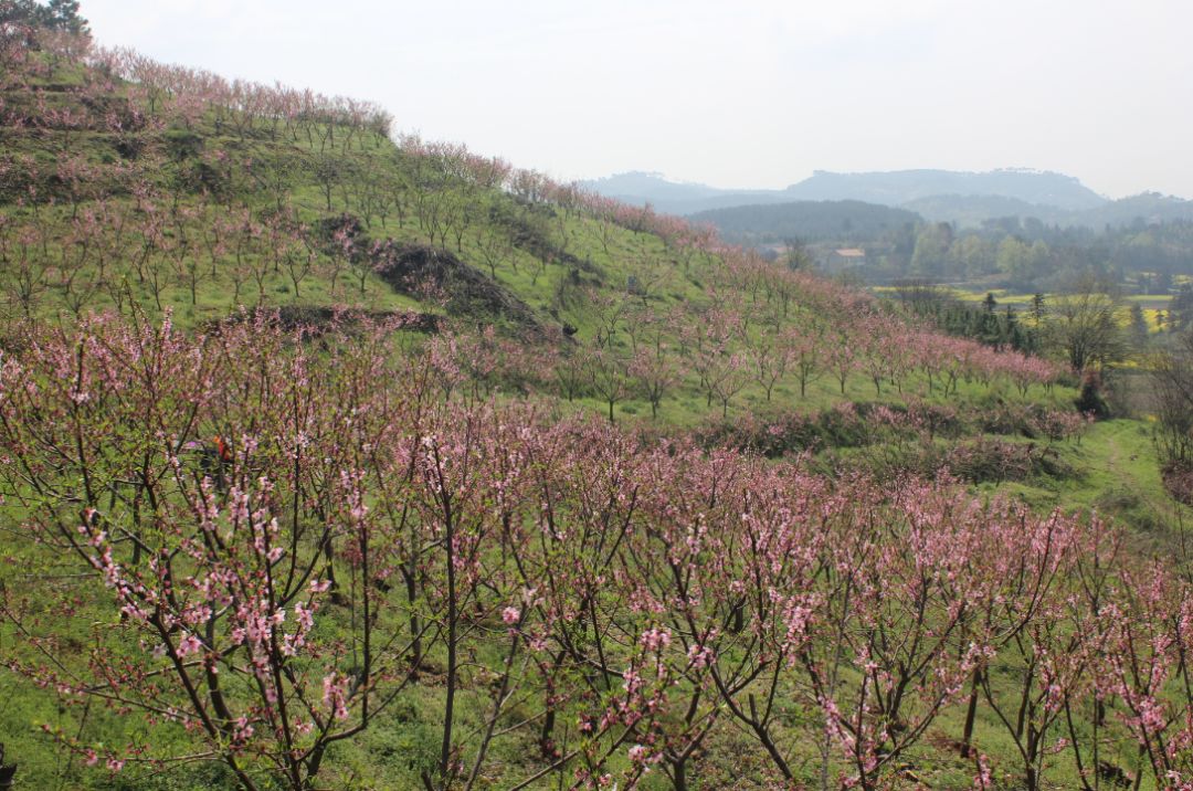 荆州桃花山生态园图片