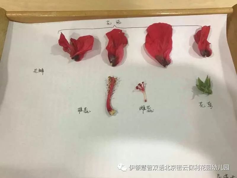 德鲁大叔蝴蝶穿花教学图片