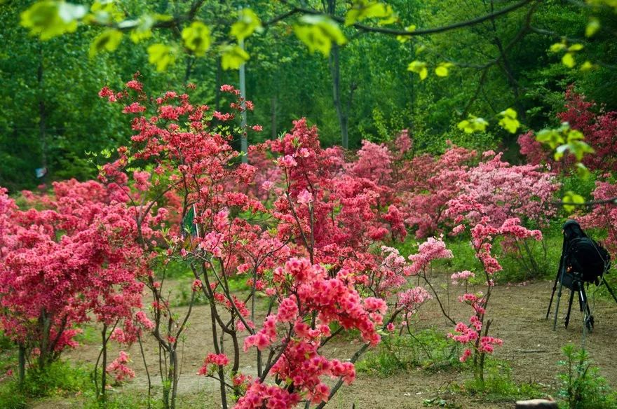 4月21號偶遇花仙子西泰山上賞杜鵑花海110元