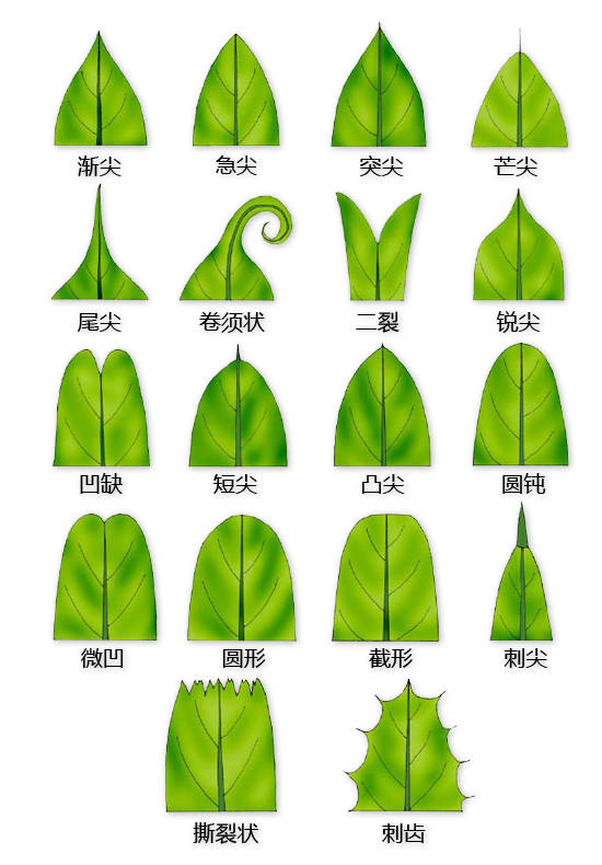 马铃薯叶序类型图片