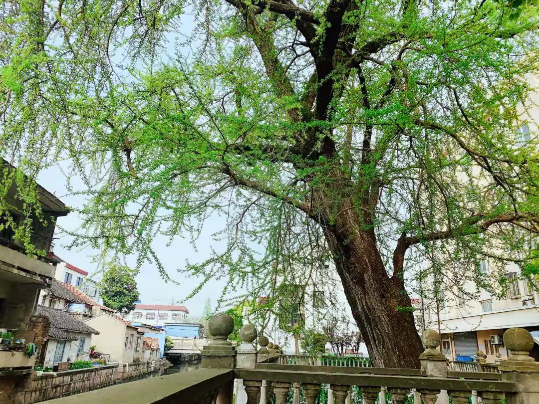 崢嶸古至今;用盡風霜力,難移草木心……位於呂巷鎮老街的古樹已有600