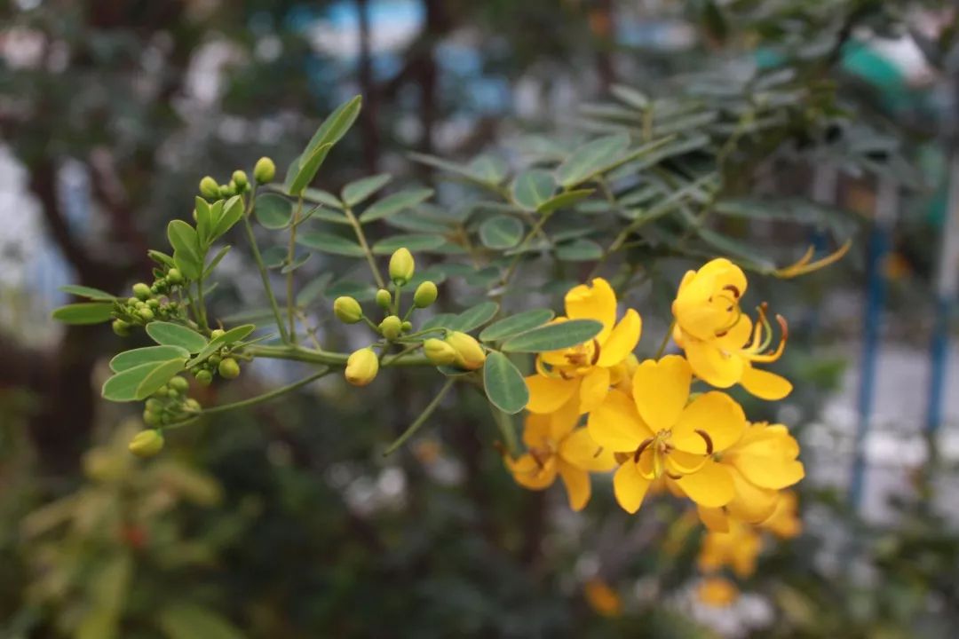 黃槐決明米蘭花(別稱:四季米蘭,碎米蘭,米仔蘭,茶蘭,雞爪蘭等)南美