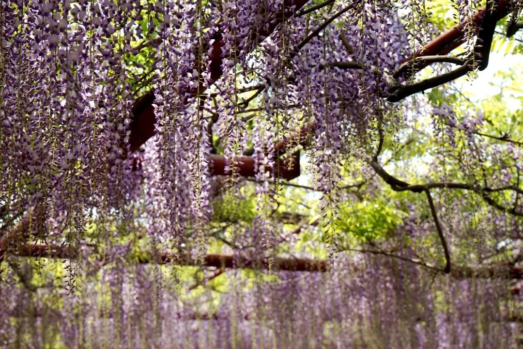 免費開放10000多平方米紫藤花海迎來盛花期錯過等1年