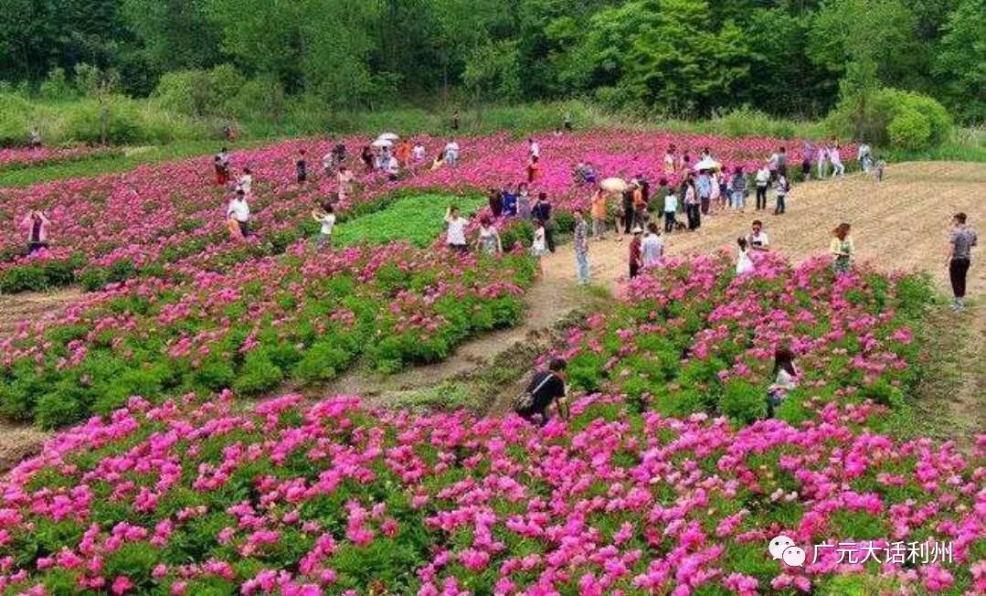 4月19日開園,4月19日盛花綻放,門票免費送!