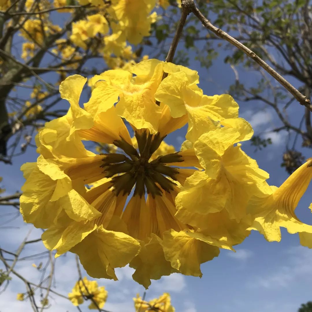 黃鐘木(別稱:黃花風鈴木,巴西黃鐘木,伊蓓樹等)朱槿(別稱:扶桑,佛桑