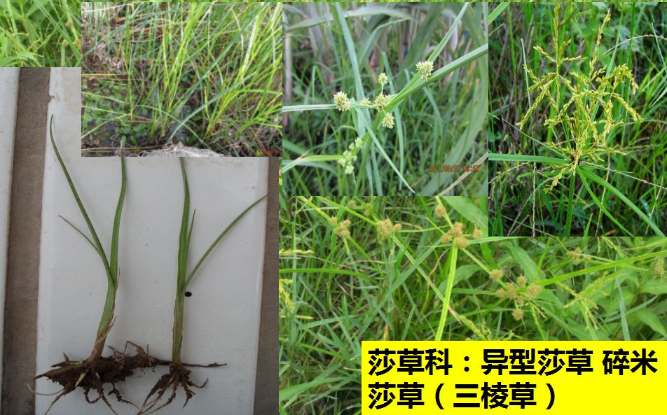 莎草牛毛氈水花生野荸薺矮慈姑鴨舌草節節菜馬唐稻李氏禾雙穗雀稗千