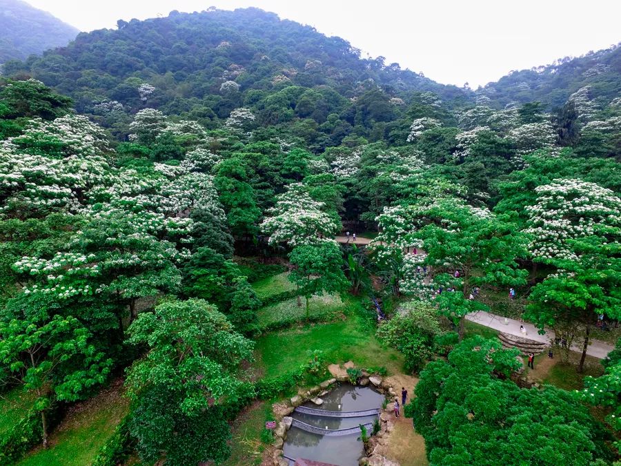 增城小樓二龍山油桐花盛開季節九龍人週末五一經濟實惠的網紅打卡點