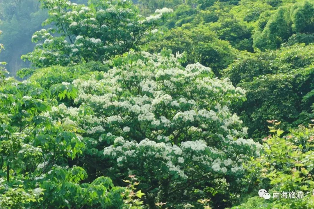 文明赏花 