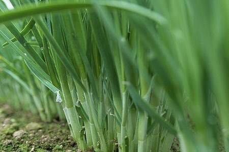 害怕農戶種植的韭菜會農殘超標記住這幾個訣竅就可放心食用