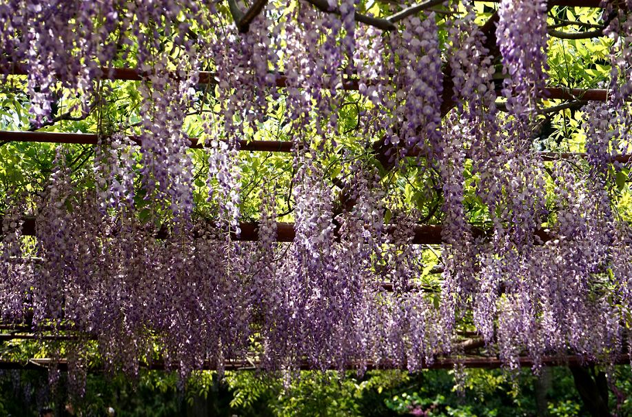 免費開放10000多平方米紫藤花海迎來盛花期錯過等1年