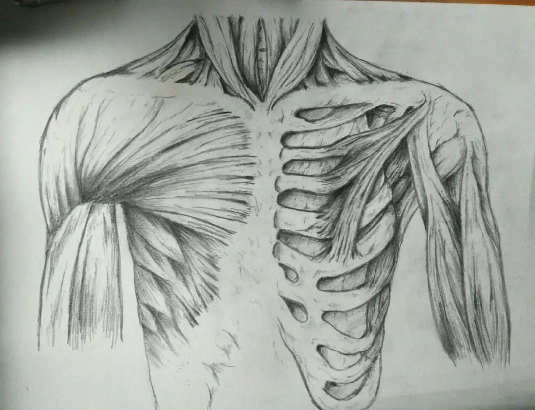 解剖学,剖开你的所有秘密