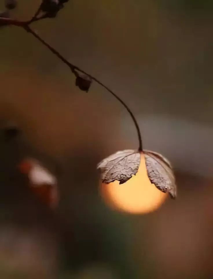 寵辱不驚 花落花開