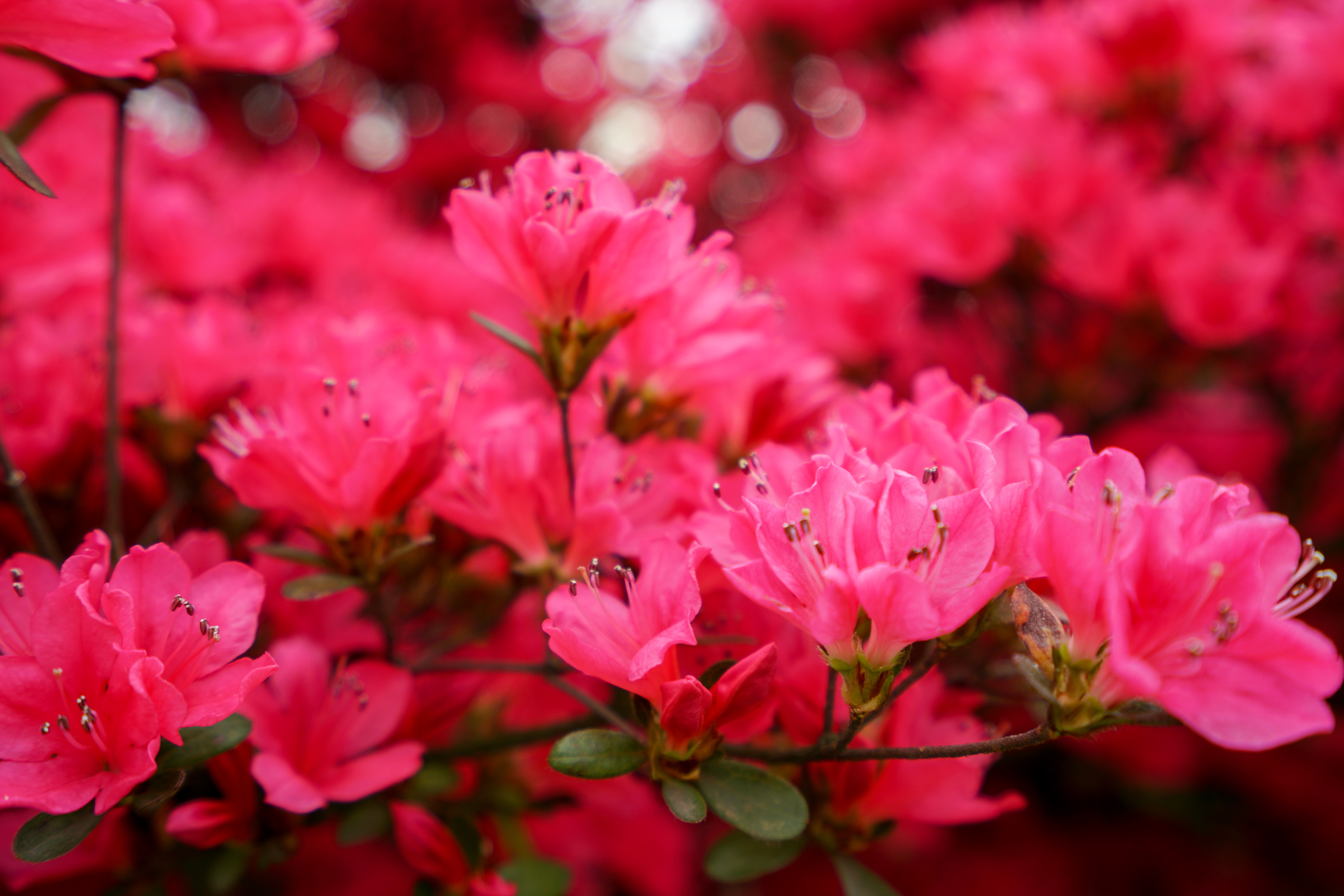 无锡市花杜鹃花图片