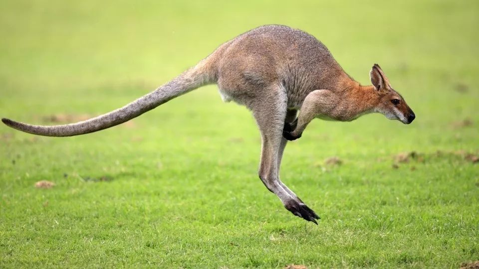 四角羊羊駝袋鼠小熊貓駐馬店遊客五一去動物園一定打開這條微信