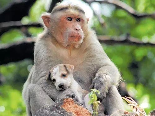 母猴收养流浪小土狗喂吃喂喝视如己出母爱真的可以跨越物种吗