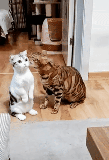 一只猫打另一只猫动图图片