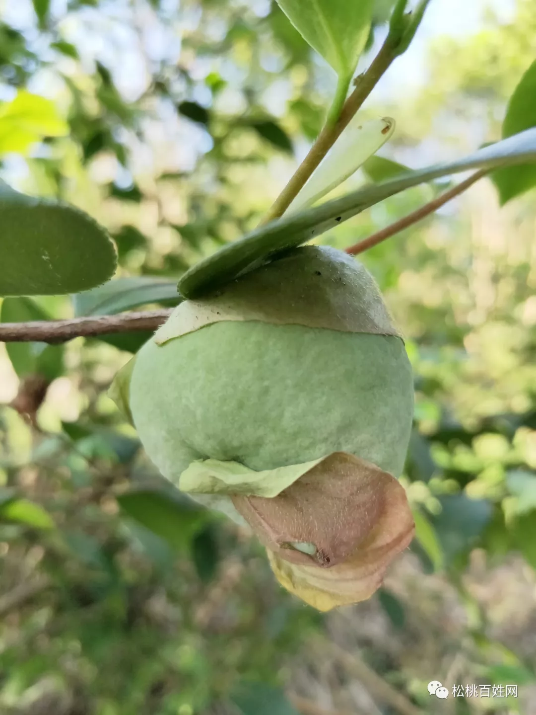 茶树上的茶泡图片图片