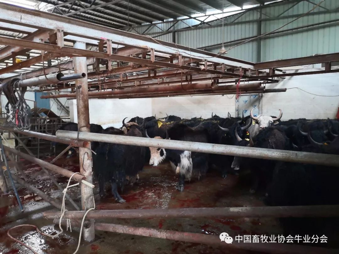 牦牛屠宰场在当地为数不多的龙头企业中,青海天之牧农业开发有限公司