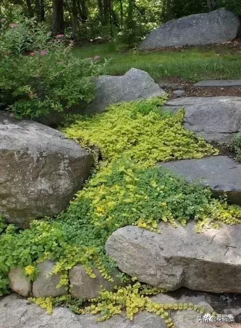 石頭縫隙中的花園景觀美呆了