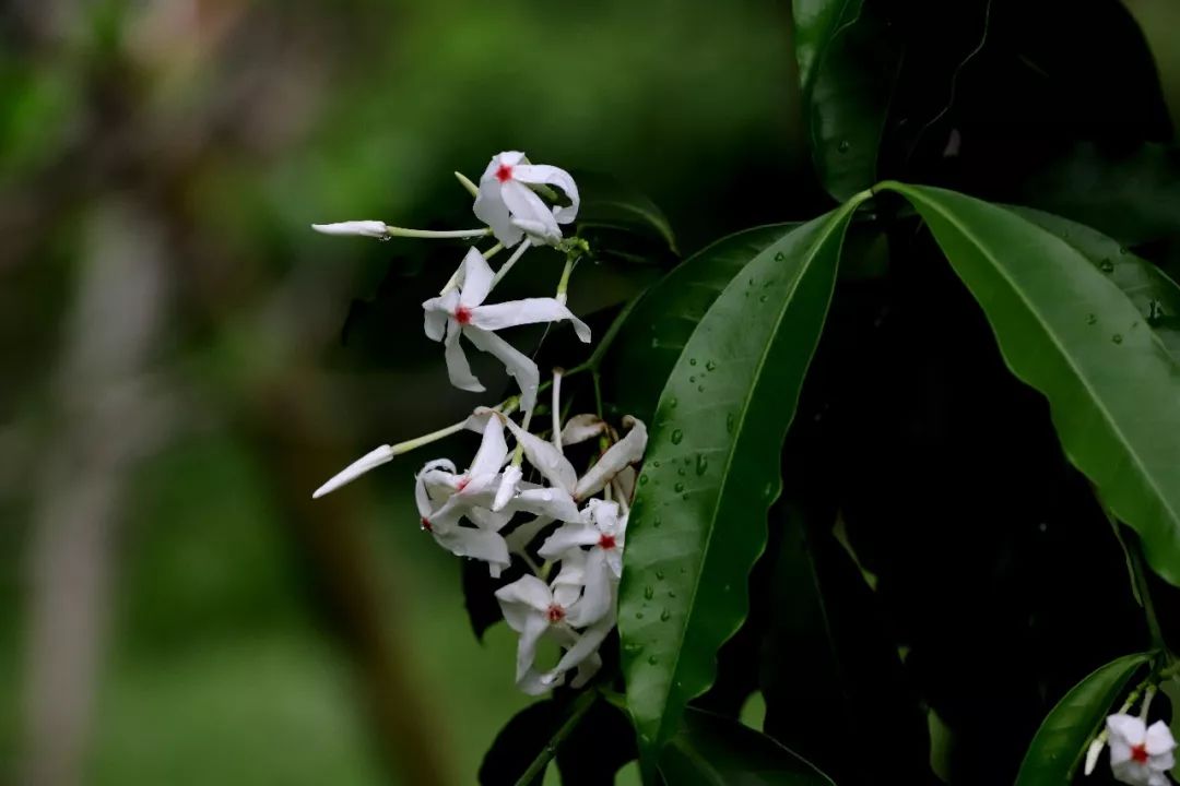 4,蕊木kopsia arborea大風子科大風子屬,剛走了個