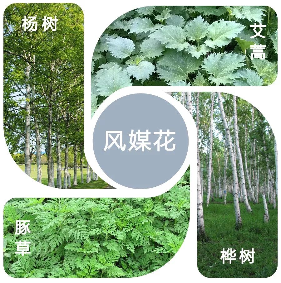 防不胜防的春季花粉过敏怎么破?