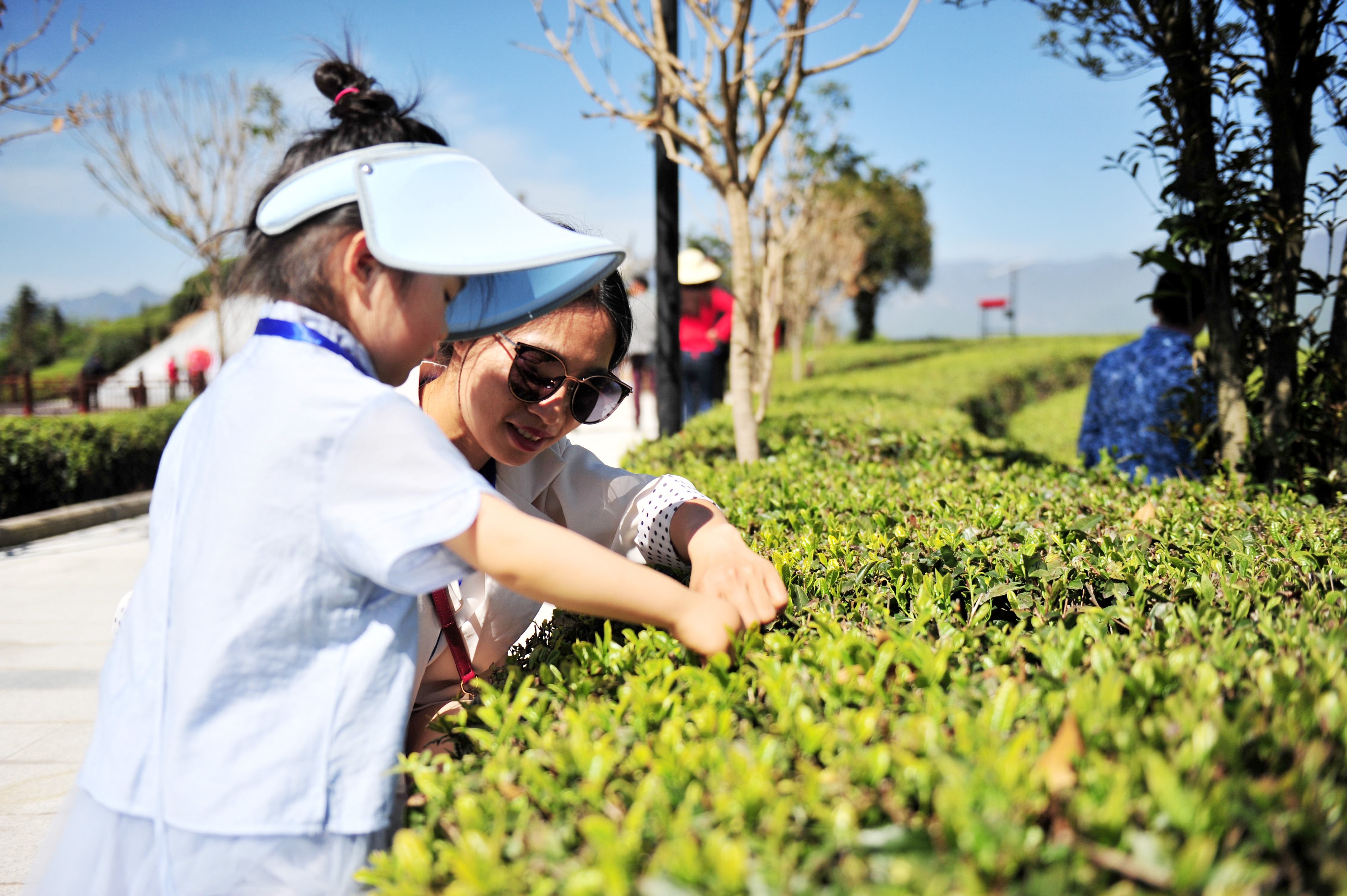 4月17日,游人在宜昌市夷陵区邓村乡"茶旅小镇"的生态茶园体验采摘