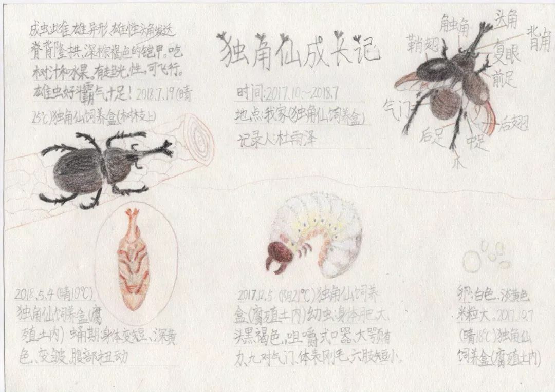 【暑期 · 可单飞】湖南化石昆虫科考 