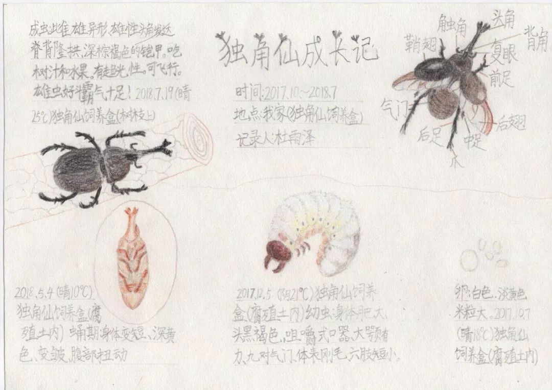 独角仙手抄报怎么画图片