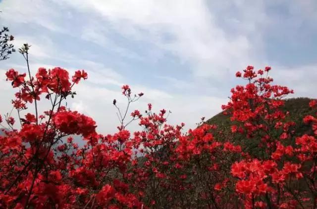 萍鄉這個地方的映山紅最火爆,你服不服?_廣寒寨