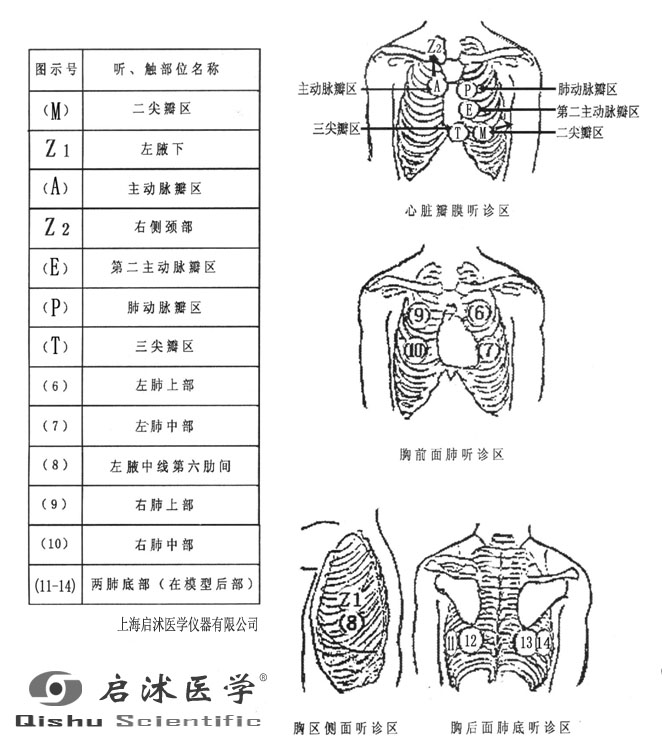 肺部听诊位置图图片