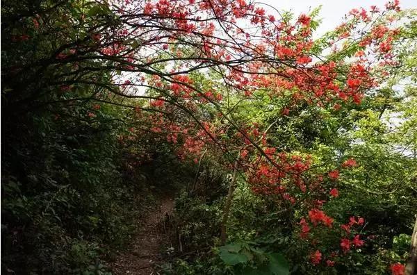 萍鄉這個地方的映山紅最火爆,你服不服?_廣寒寨