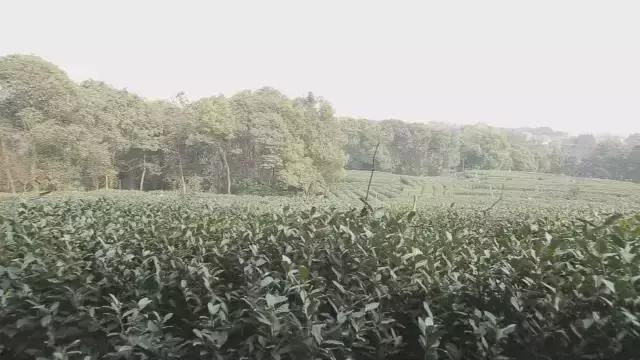 來自西湖龍井核心產區老底子製茶技藝滋味醇厚的雨前龍井來啦