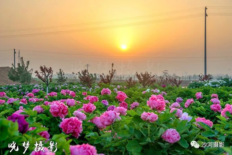 江门牡丹花生态园图片