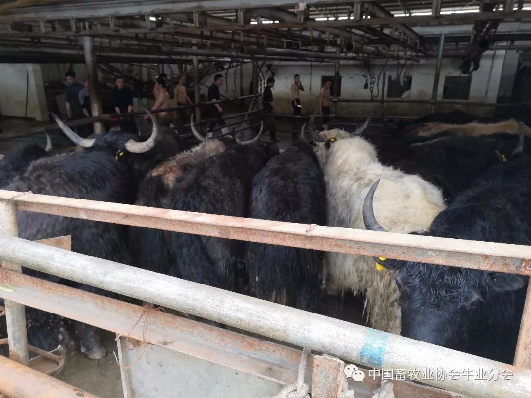 牦牛屠宰场在当地为数不多的龙头企业中,青海天之牧农业开发有限公司