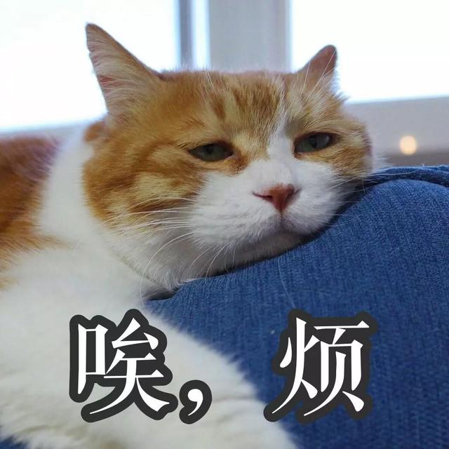 猫咪犯错的性格和心理：它在尝试着挑战铲屎官的权威