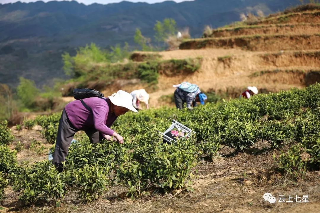 村民齊採茶