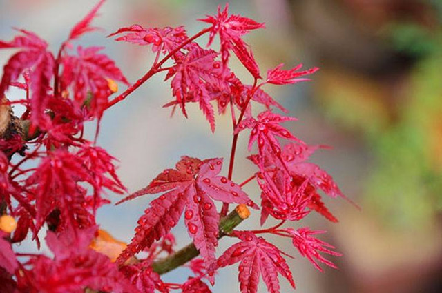 誰說賞楓葉一定要在秋天正值花期的紅楓也很美稚嫩的美