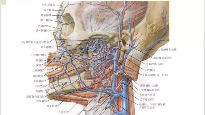 面深静脉图片
