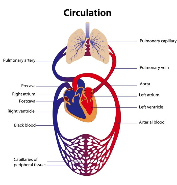 人体的血液循环系统是一个由心脏,血管组成的遍及全身的封闭管道系统