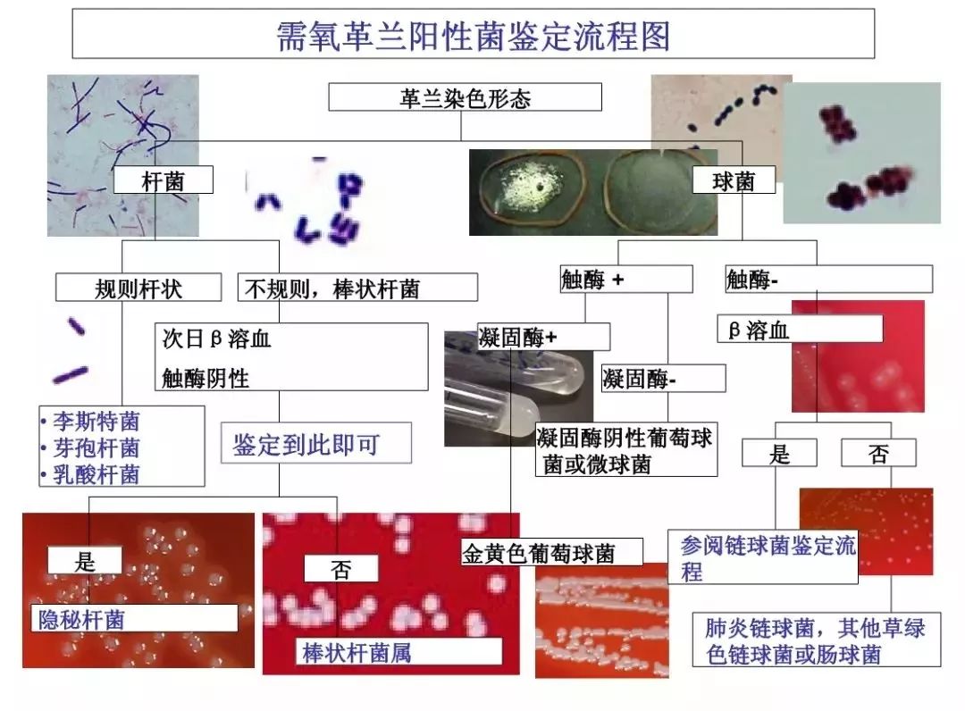 细菌鉴定流程图,值得收藏!