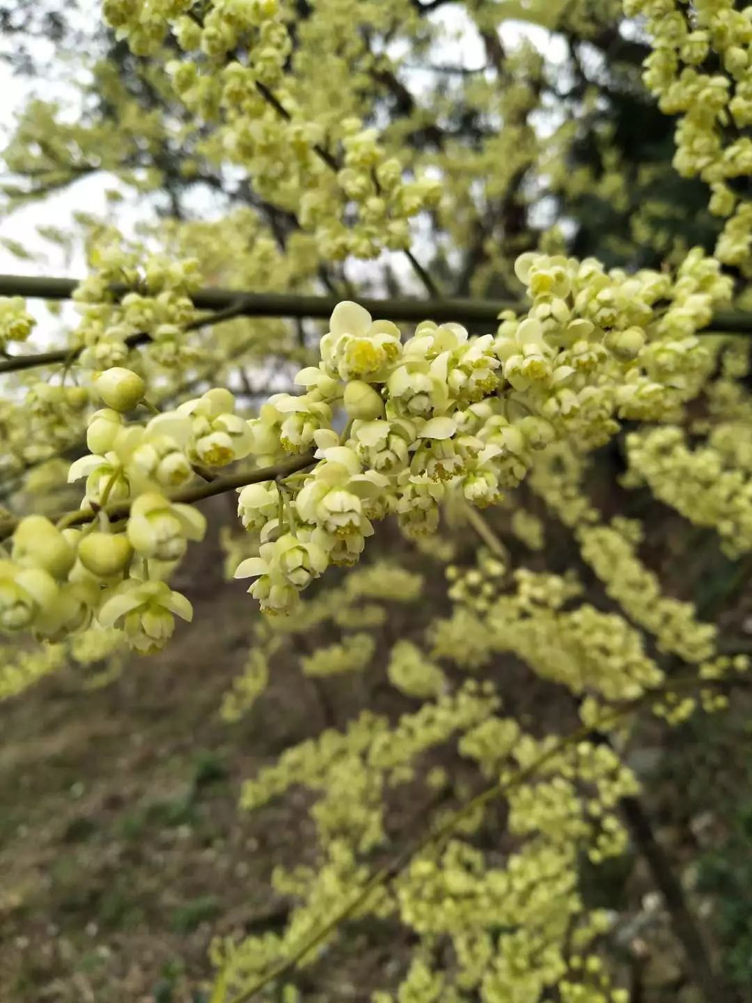 致富有門路山胡椒有錢途