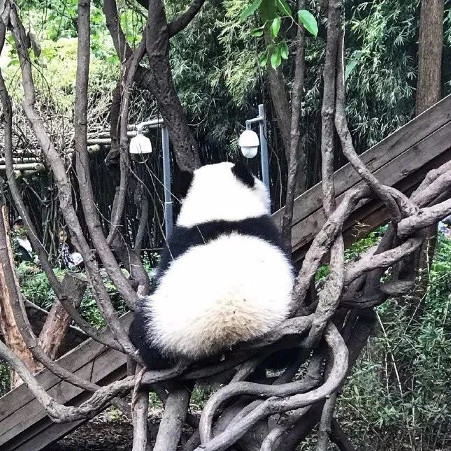 每次都會被熊貓的小背影萌到一口老血,頂不住啊頂不住!