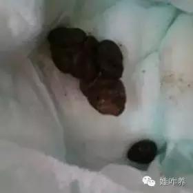 特點:大便混有粘液 可能的疾病及處理:如果正好有呼吸道疾病,可能是