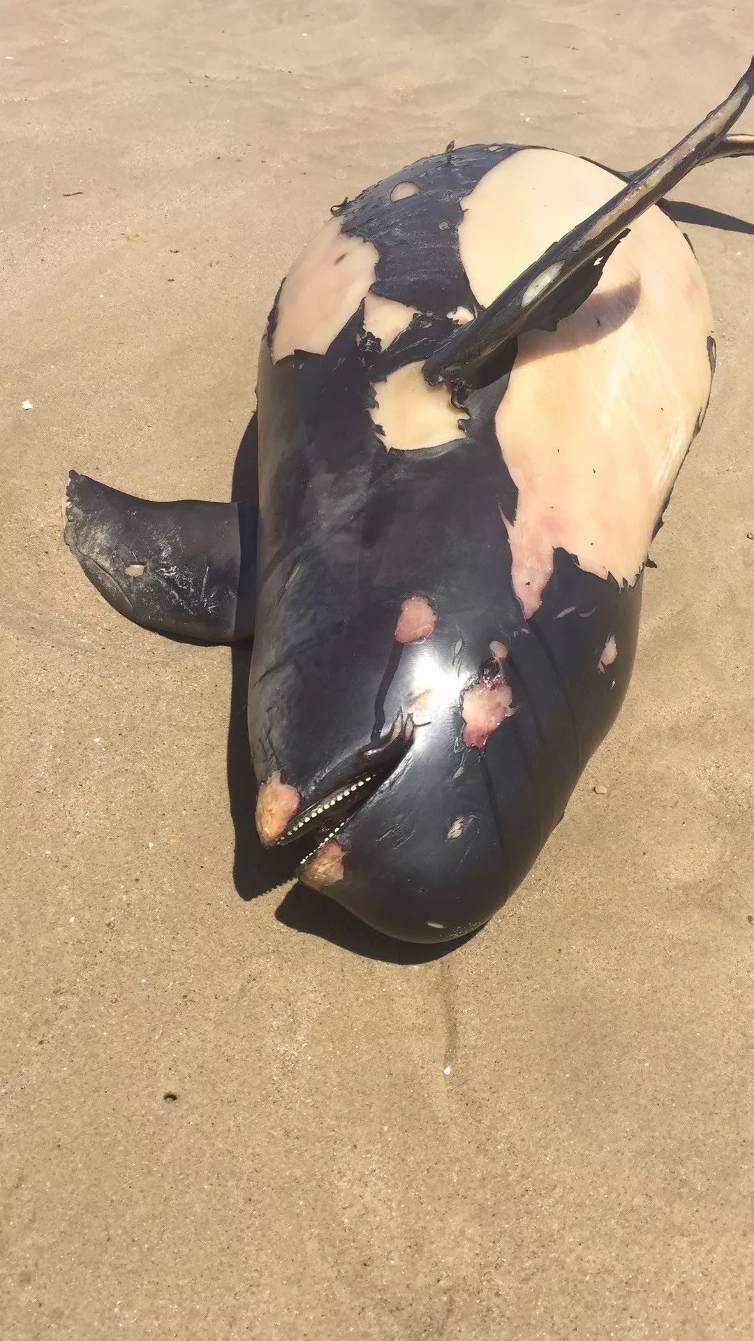 海豚死亡图片大全图片